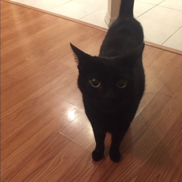 Meet your Posher, Katie - Picture 1 of 1